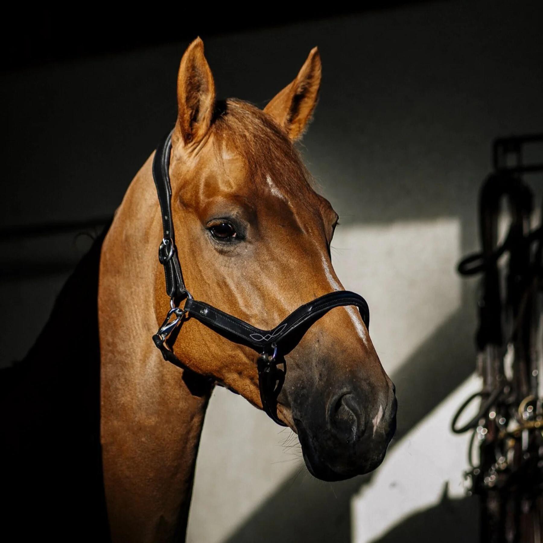 Cavezza per cavalli semplice Premier Equine - Cavezze - Capezza e ausili per  l'affondo - Cavallo a riposo