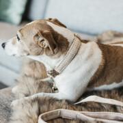 Guinzaglio per cani in lana Kentucky 120 cm