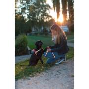 Pettorina norvegese riflettente per cani Kerbl