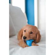Gioco per cani Nylabone Puppy Teething Dental Dino - Chicken Flavour S